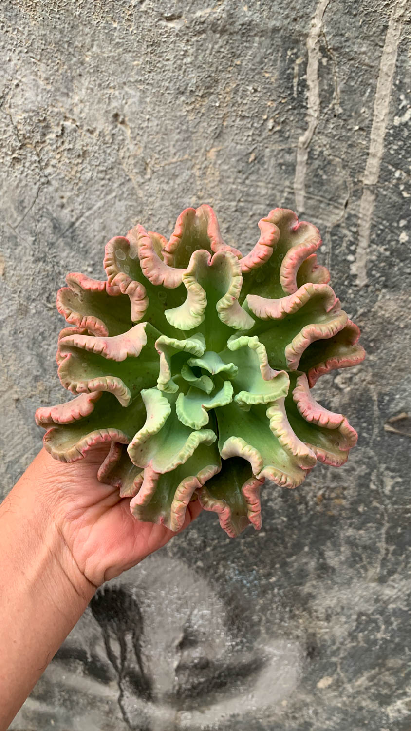 976. Echeveria Octopus Size 12 Cm - Image 7