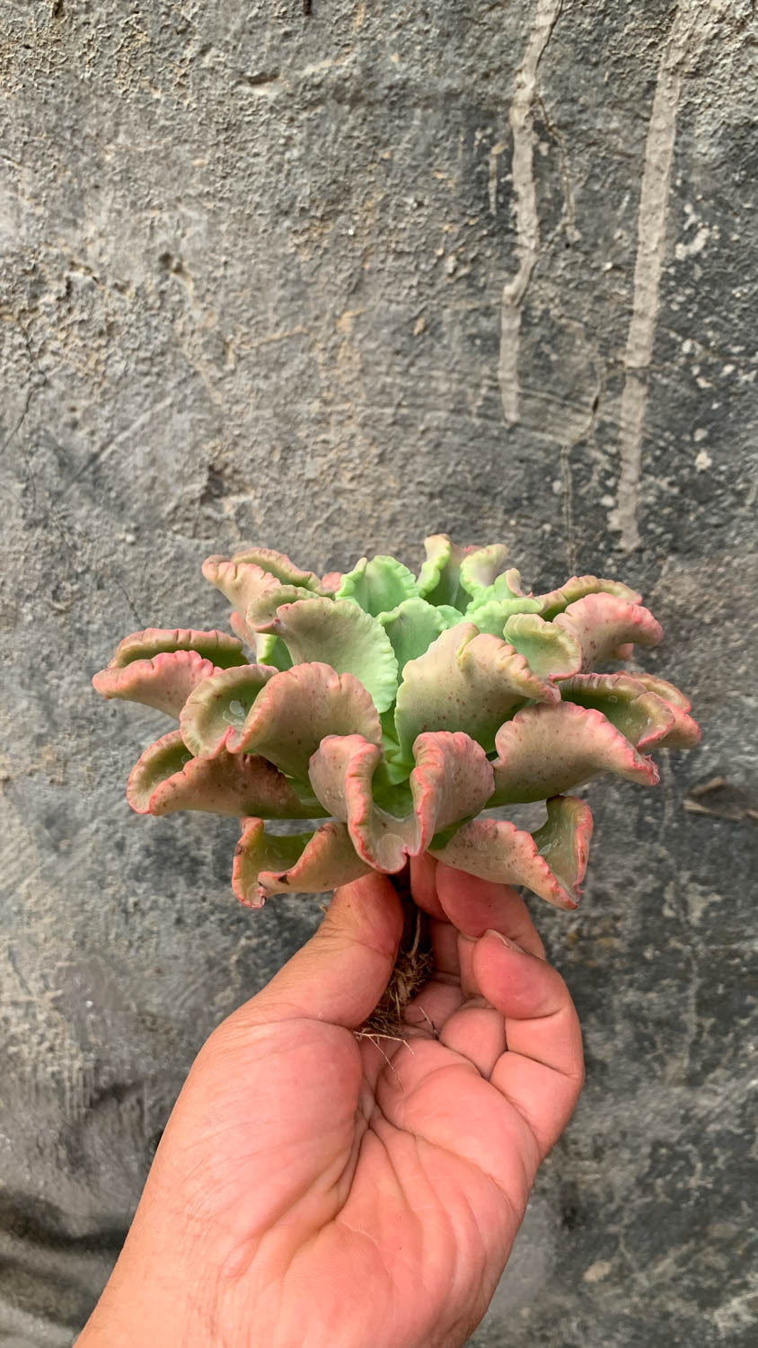 976. Echeveria Octopus Size 12 Cm - Image 3