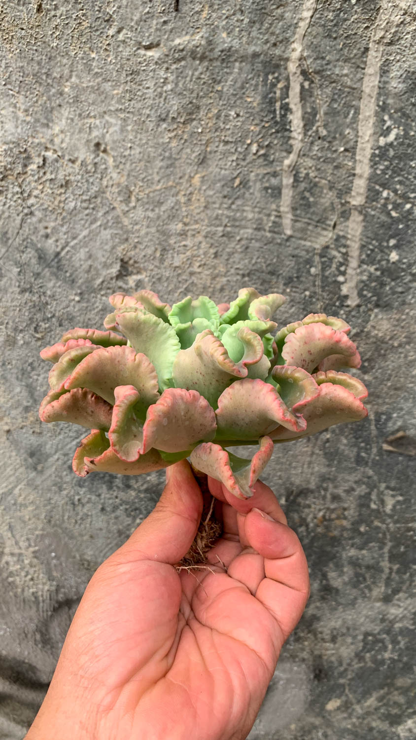 976. Echeveria Octopus Size 12 Cm - Image 6