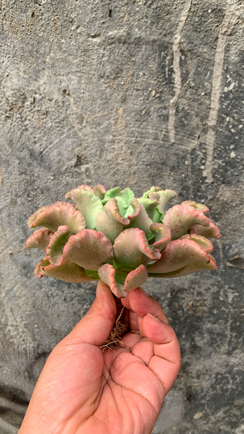 976. Echeveria Octopus Size 12 Cm - Image 4