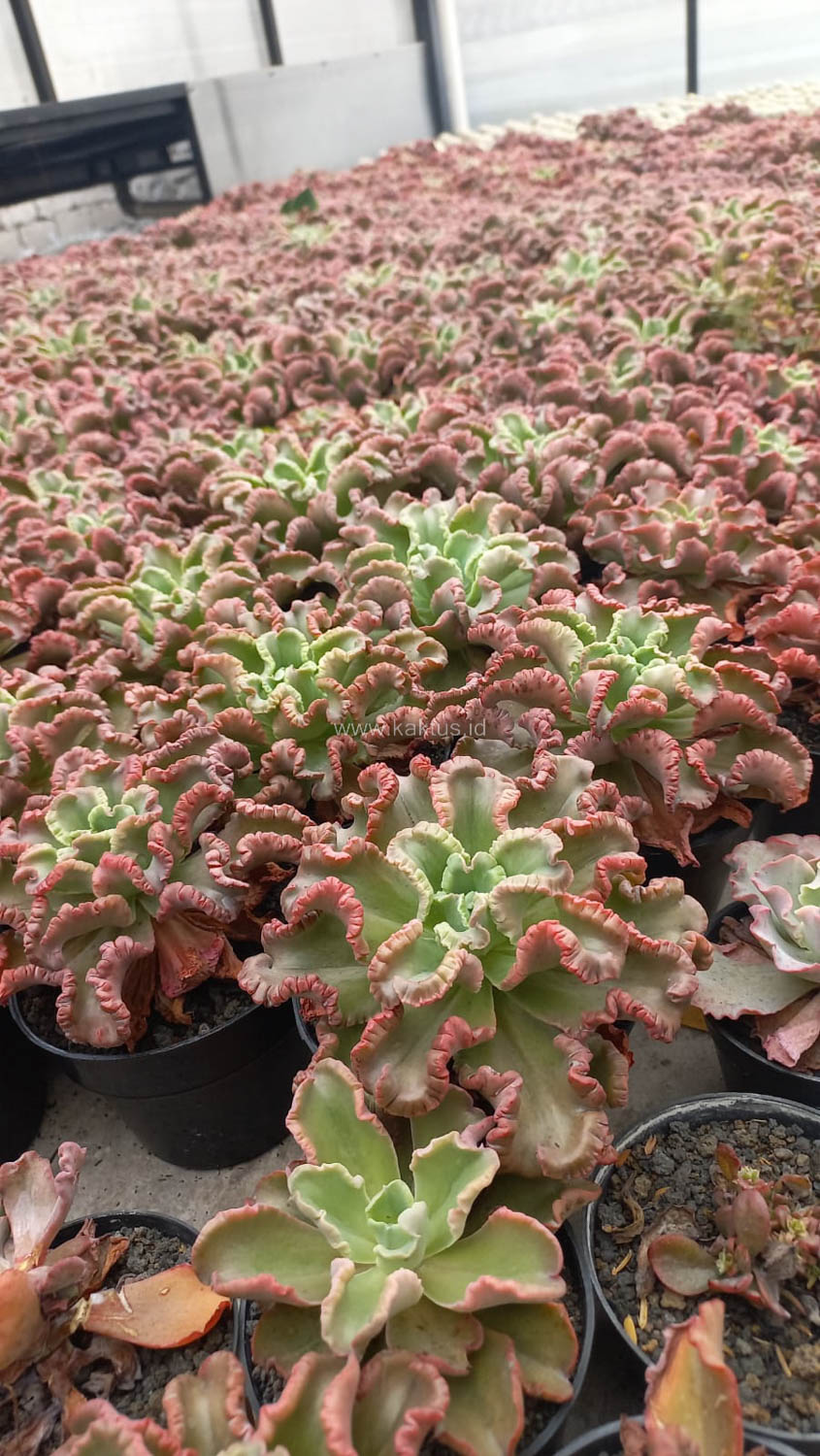 976. Echeveria Octopus Size 12 Cm - Image 2