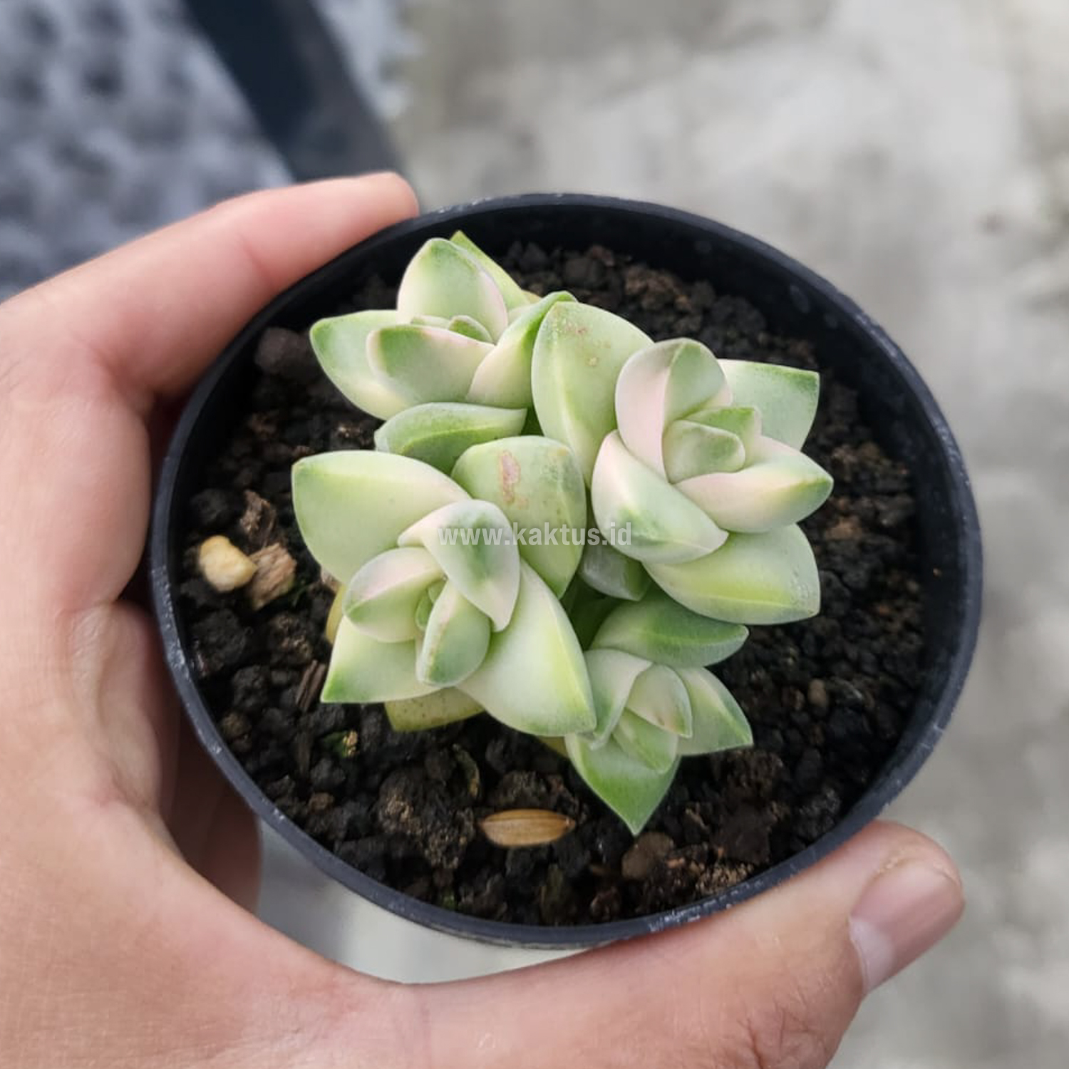 977. Crassula Moonglow Variegated - Image 3
