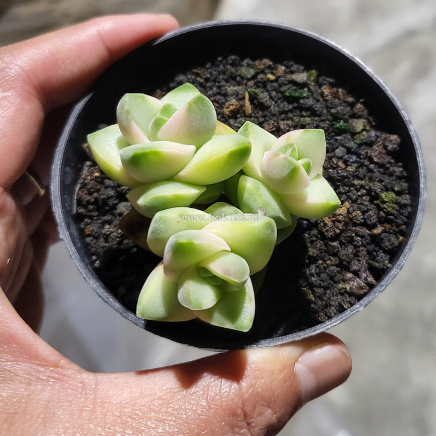 977. Crassula Moonglow Variegated - Image 2