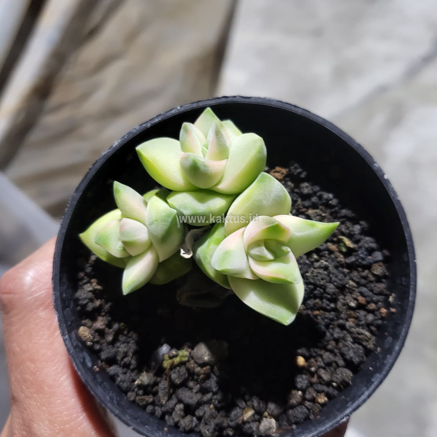977. Crassula Moonglow Variegated - Image 5