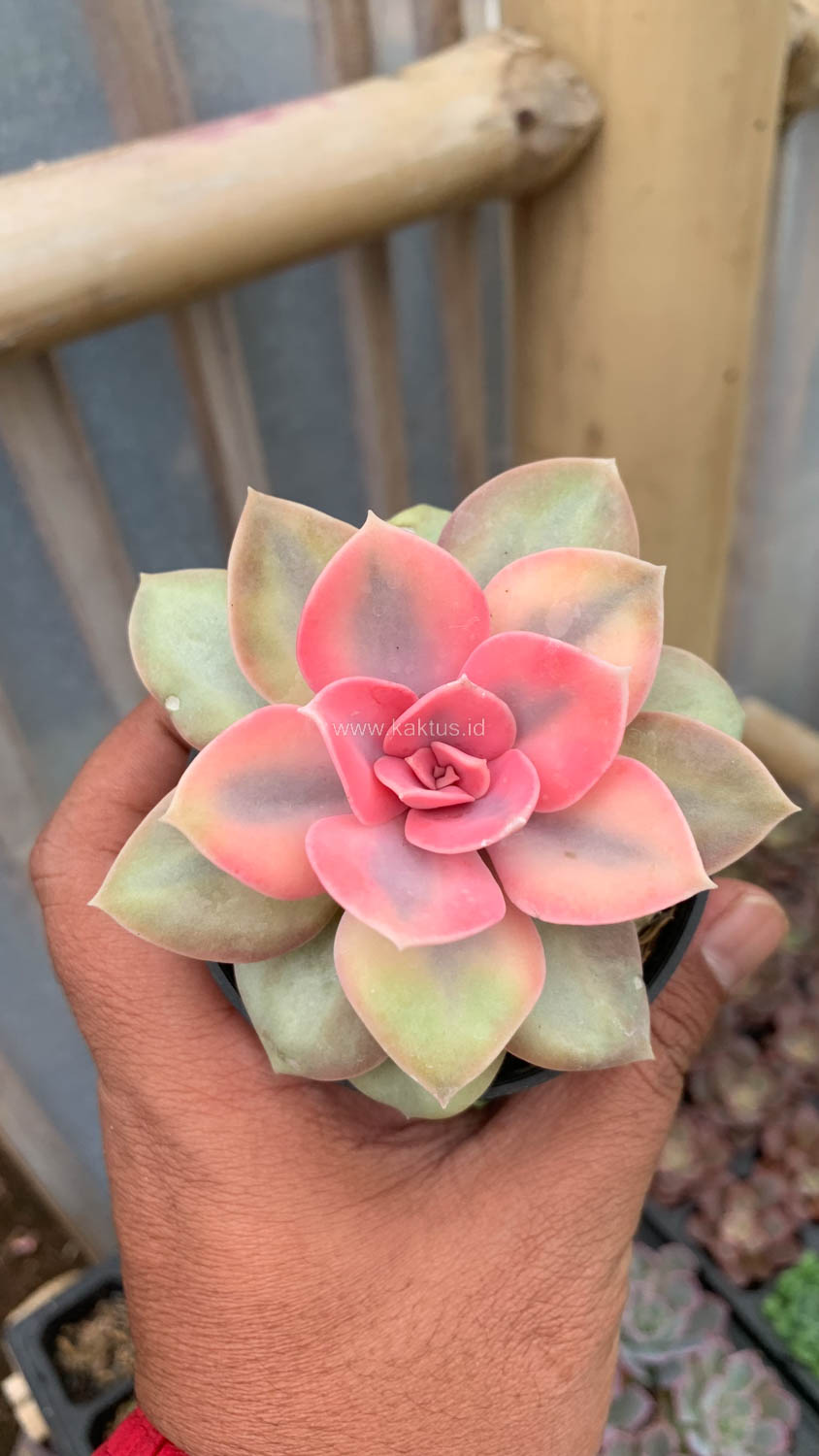 1533. Echeveria Perle White Rainbow - Image 4