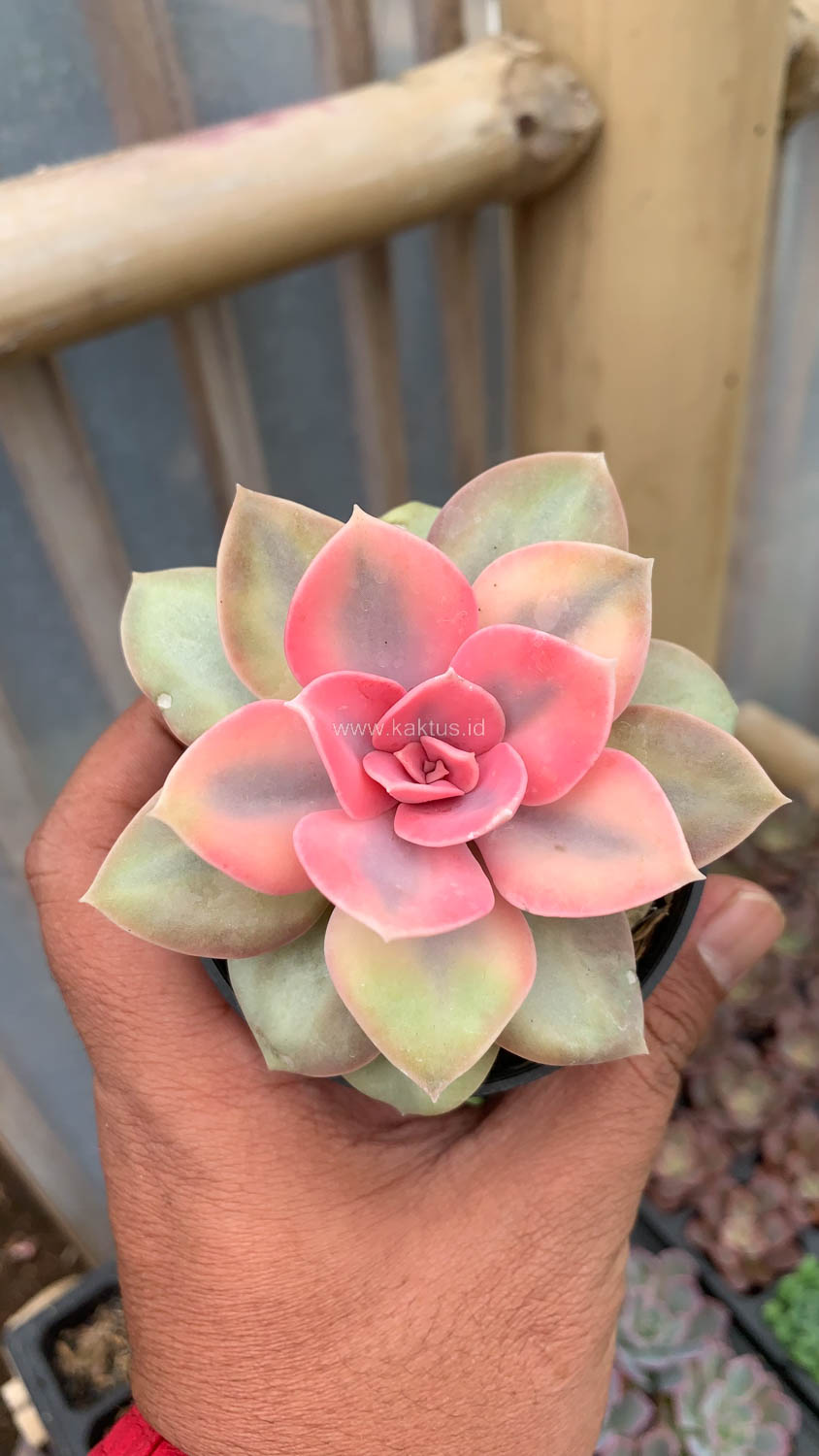 1533. Echeveria Perle White Rainbow - Image 6