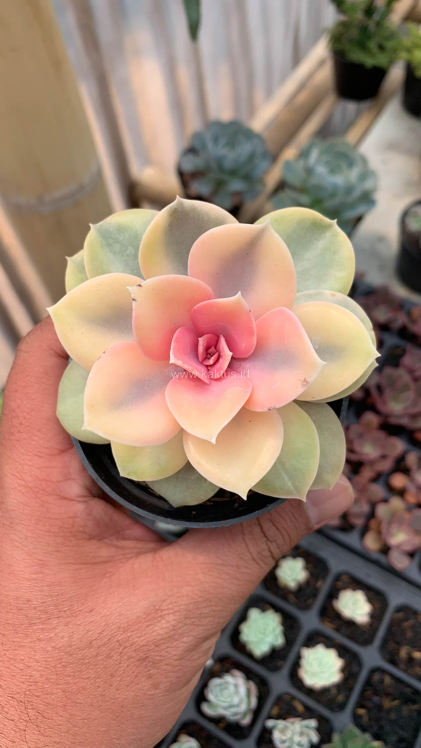 1533. Echeveria Perle White Rainbow - Image 10