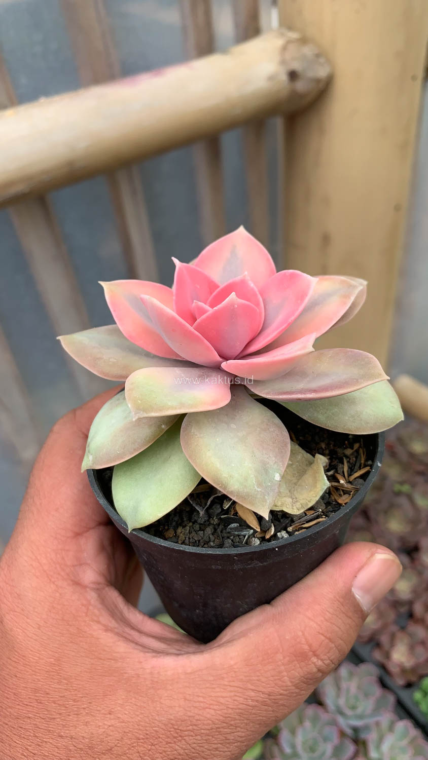 1533. Echeveria Perle White Rainbow - Image 8