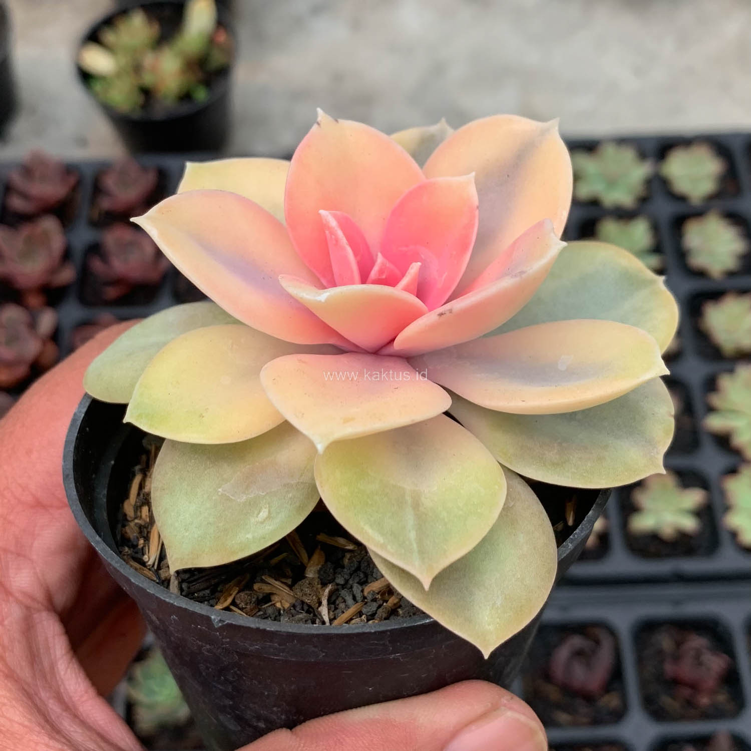 1533. Echeveria Perle White Rainbow - Image 9