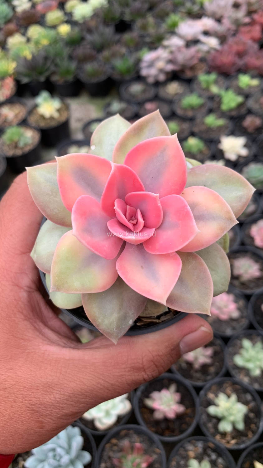 1533. Echeveria Perle White Rainbow - Image 11