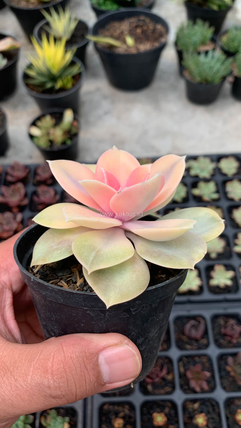 1533. Echeveria Perle White Rainbow - Image 7