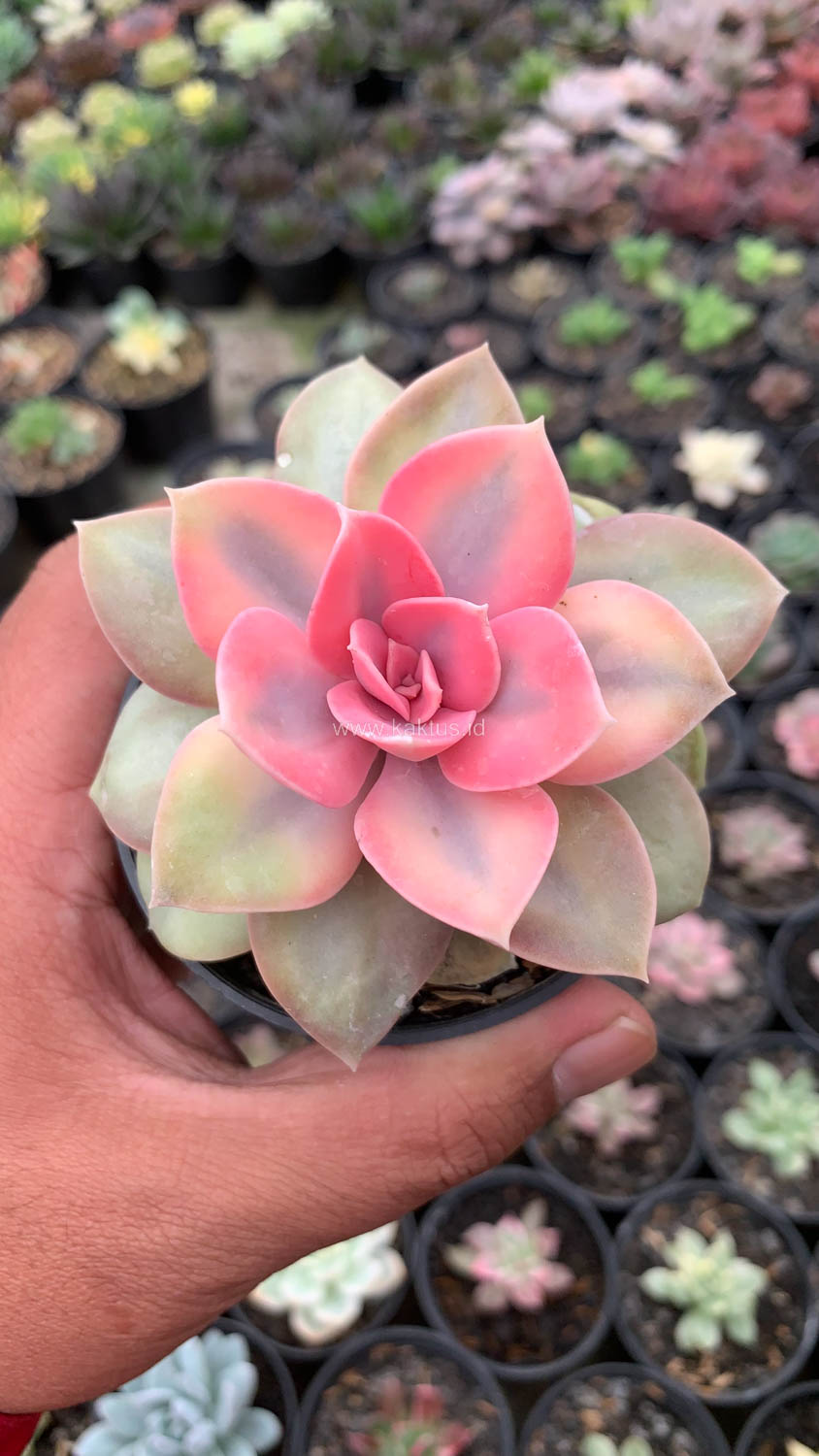 1533. Echeveria Perle White Rainbow - Image 13