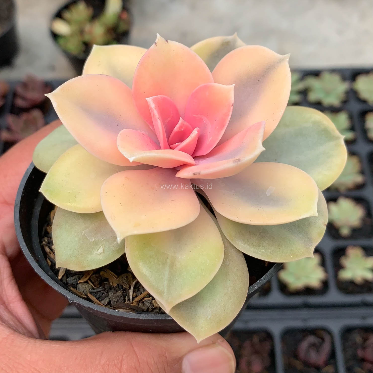 1533. Echeveria Perle White Rainbow - Image 5