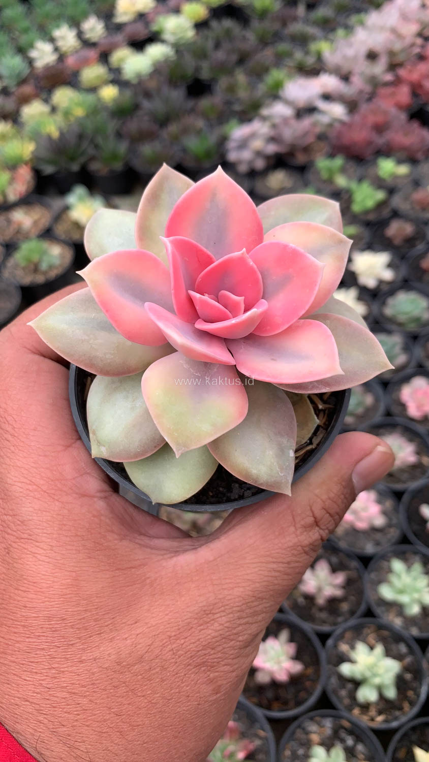 1533. Echeveria Perle White Rainbow - Image 2