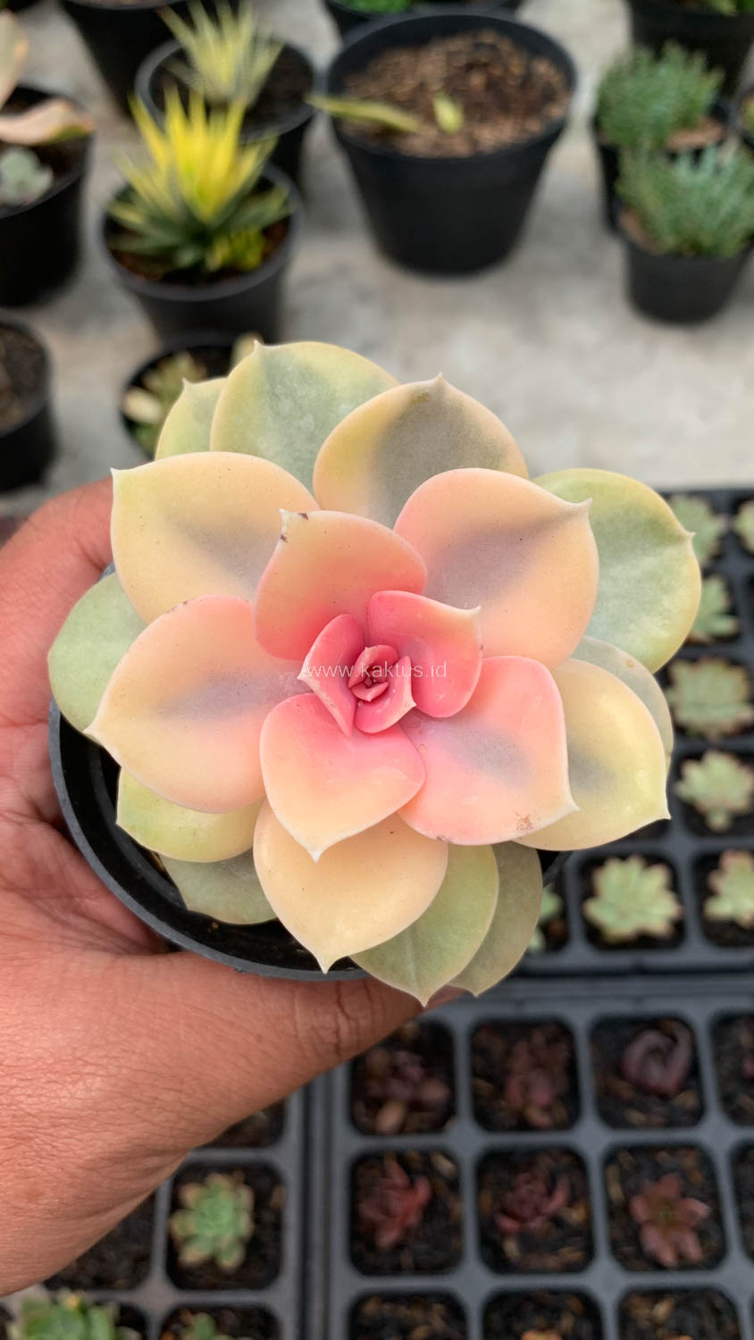 1533. Echeveria Perle White Rainbow - Image 3