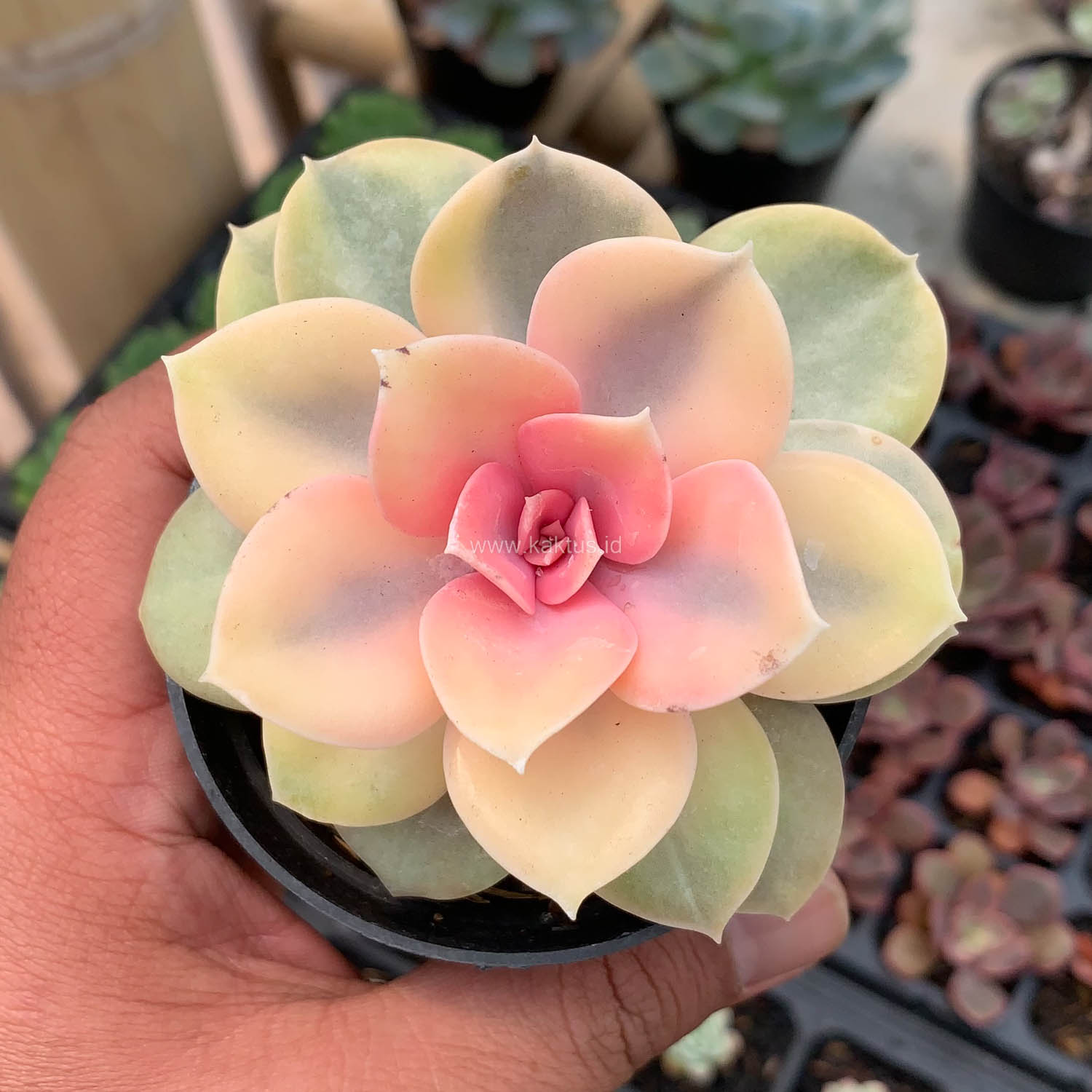 1533. Echeveria Perle White Rainbow - Image 12