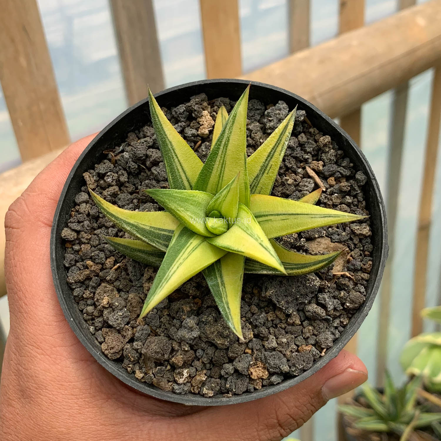 978. Haworthia Glabarata Variegated - Image 6