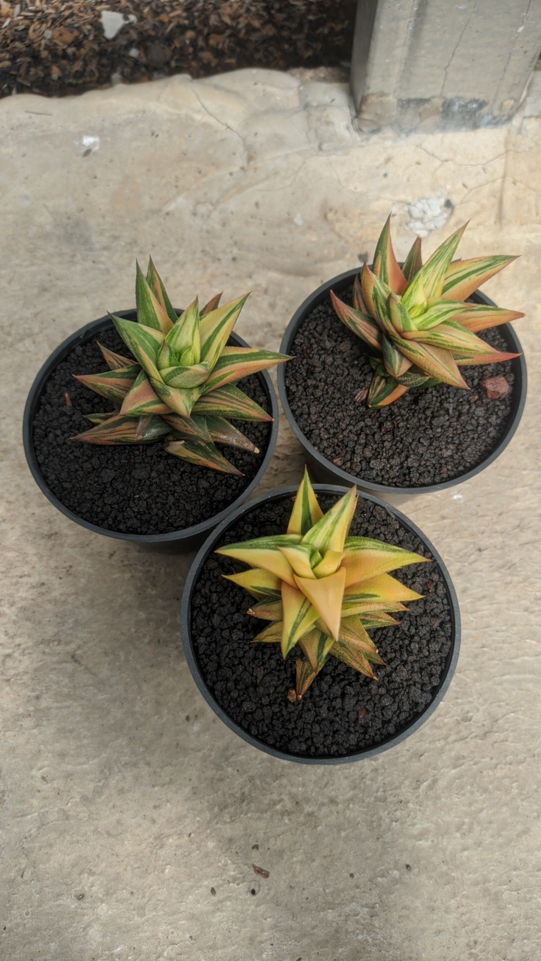 978. Haworthia Glabarata Variegated - Image 3