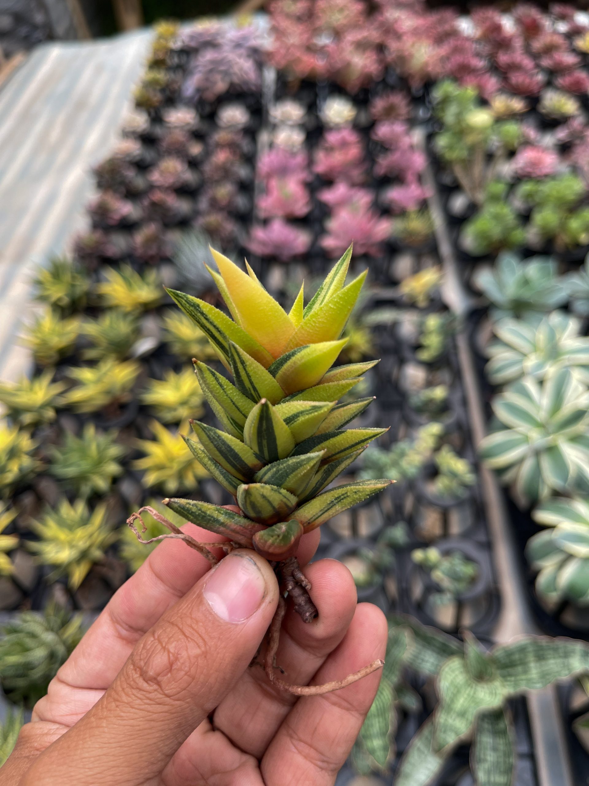 978. Haworthia Glabarata Variegated - Image 8