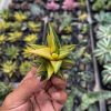 978. Haworthia Glabarata Variegated