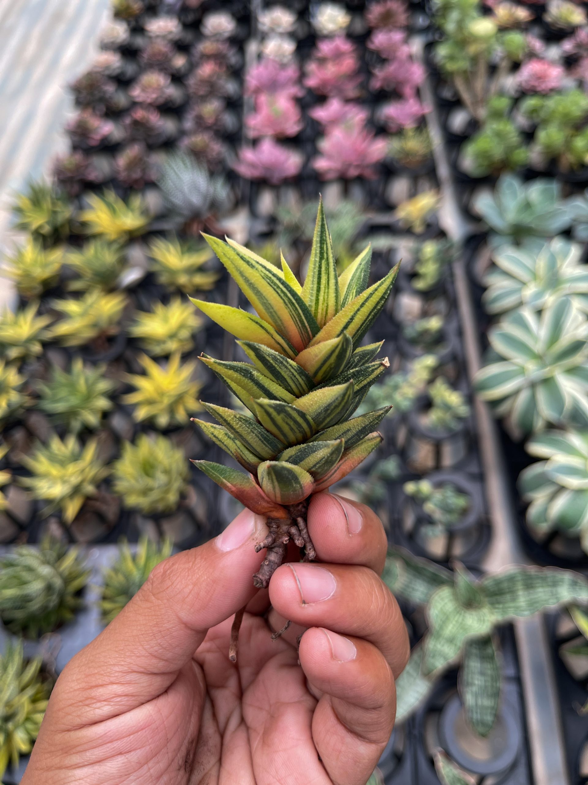 978. Haworthia Glabarata Variegated - Image 5