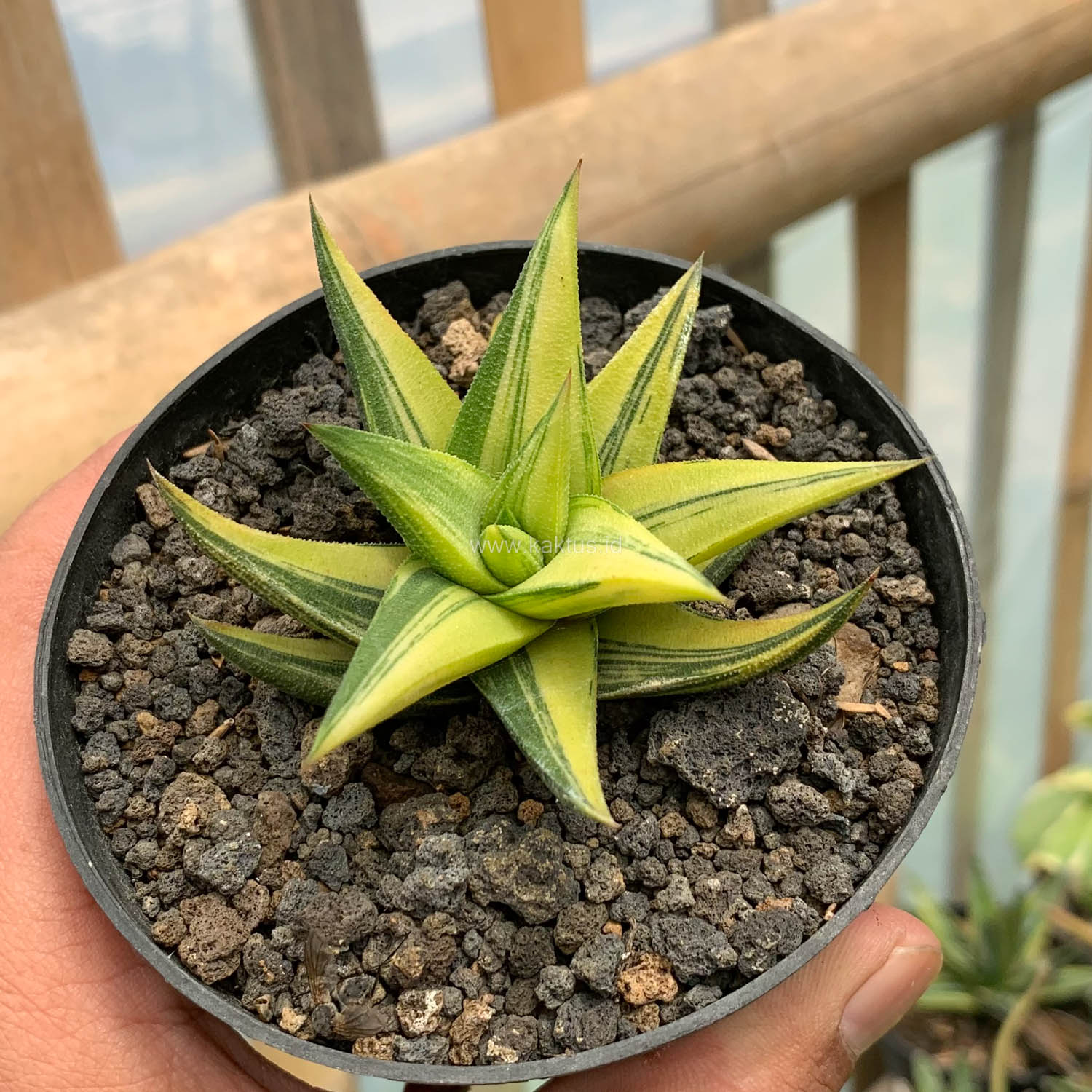 978. Haworthia Glabarata Variegated - Image 9