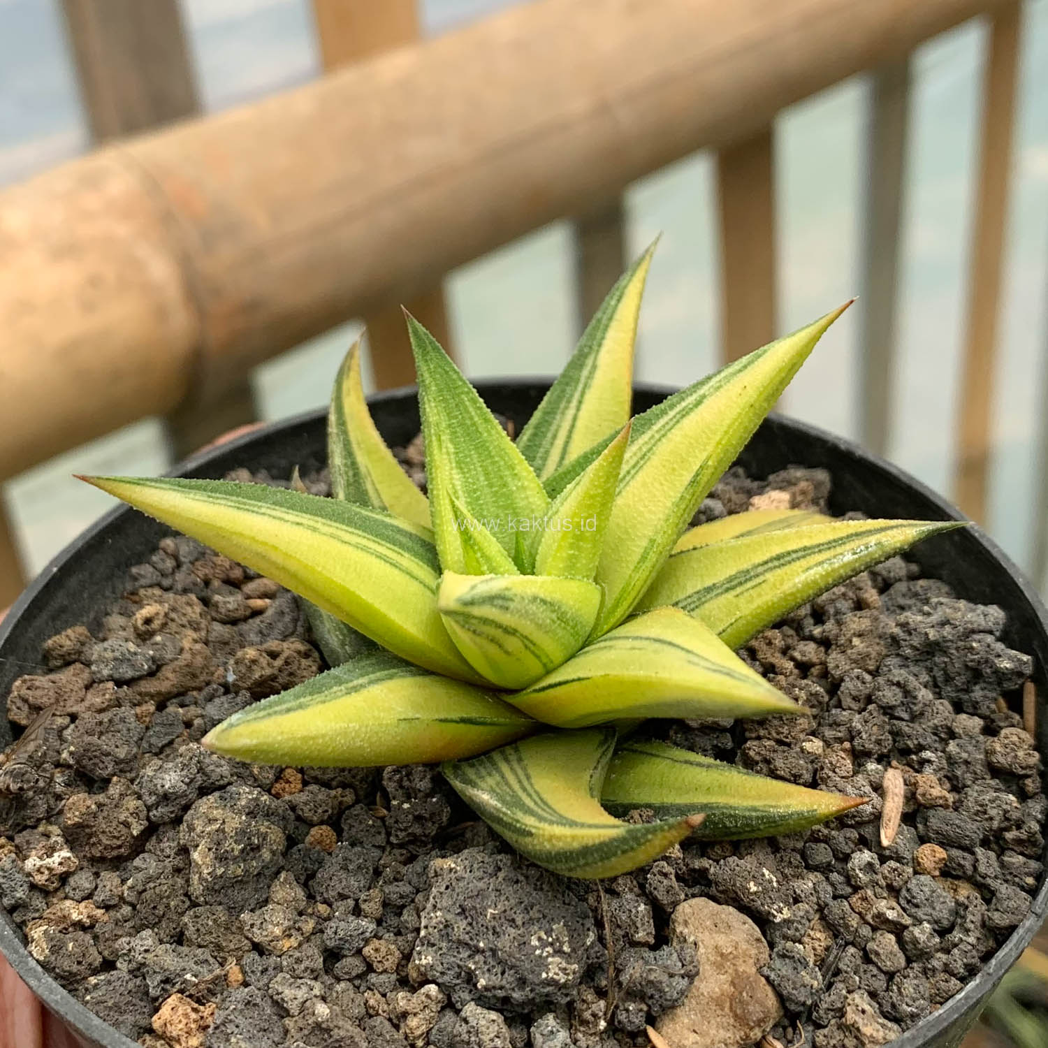 978. Haworthia Glabarata Variegated - Image 11