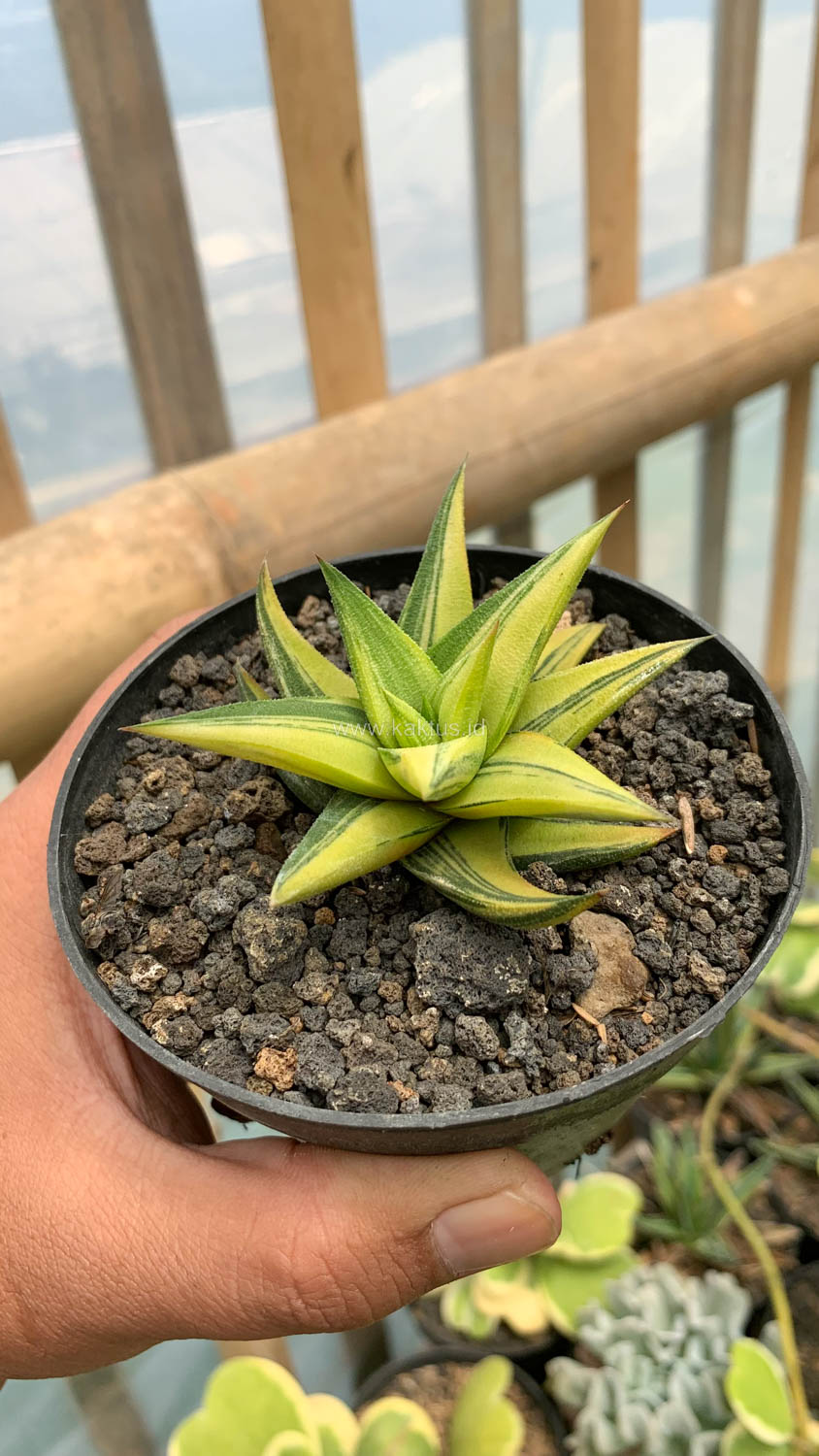 978. Haworthia Glabarata Variegated - Image 13