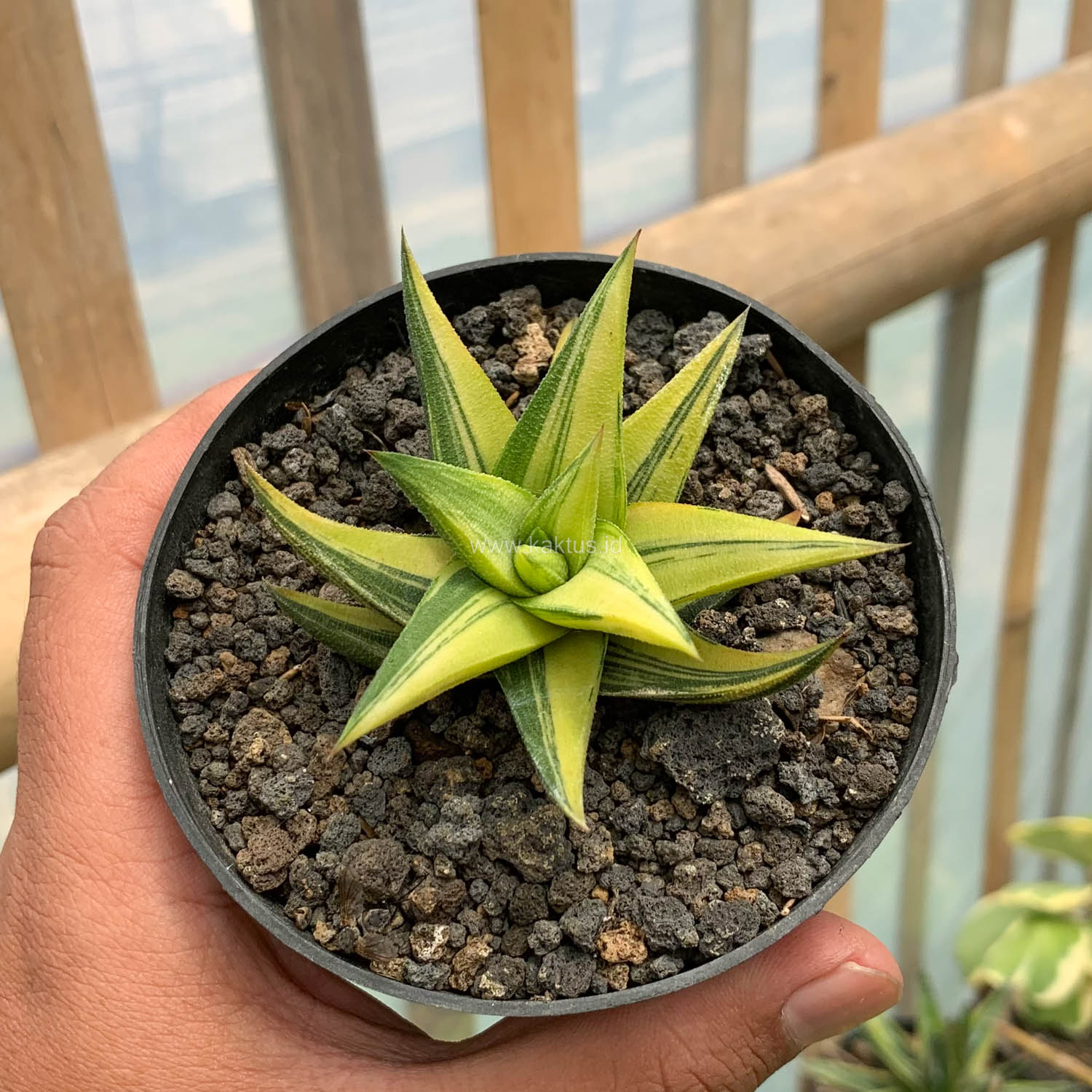978. Haworthia Glabarata Variegated - Image 2