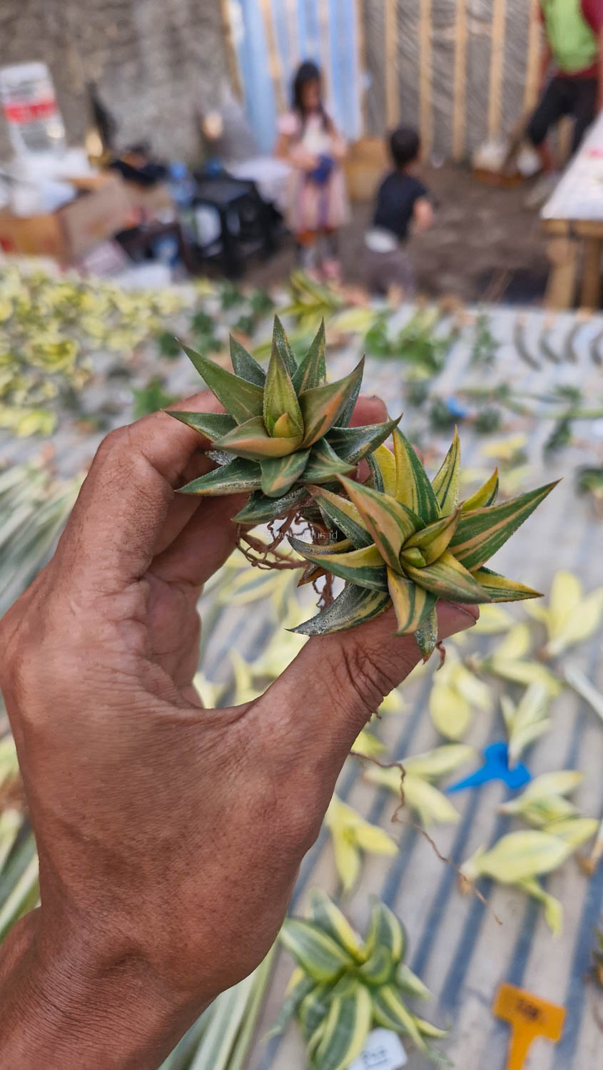 978. Haworthia Glabarata Variegated - Image 10