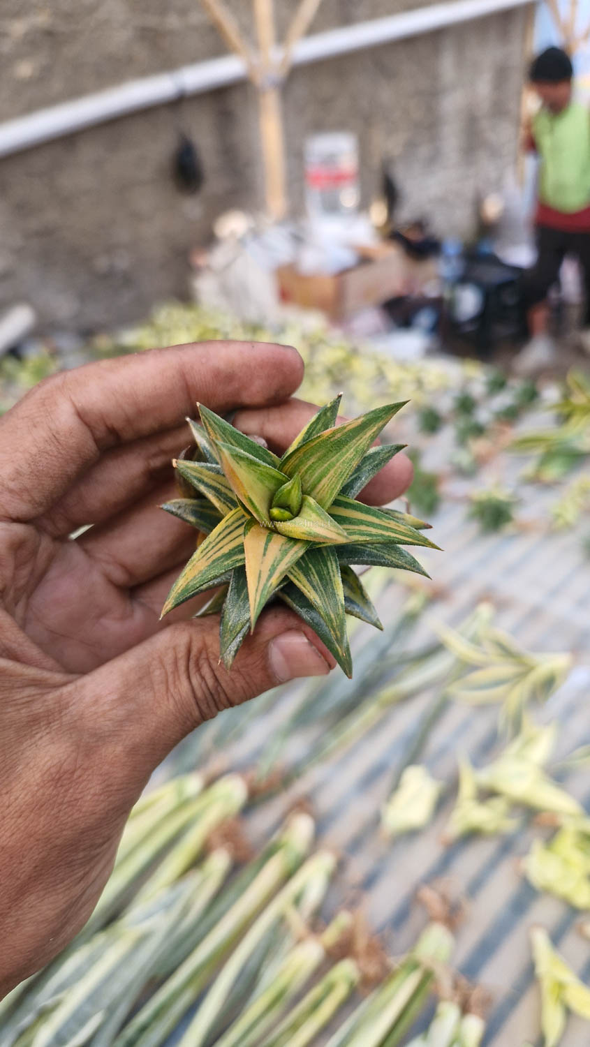 978. Haworthia Glabarata Variegated - Image 7