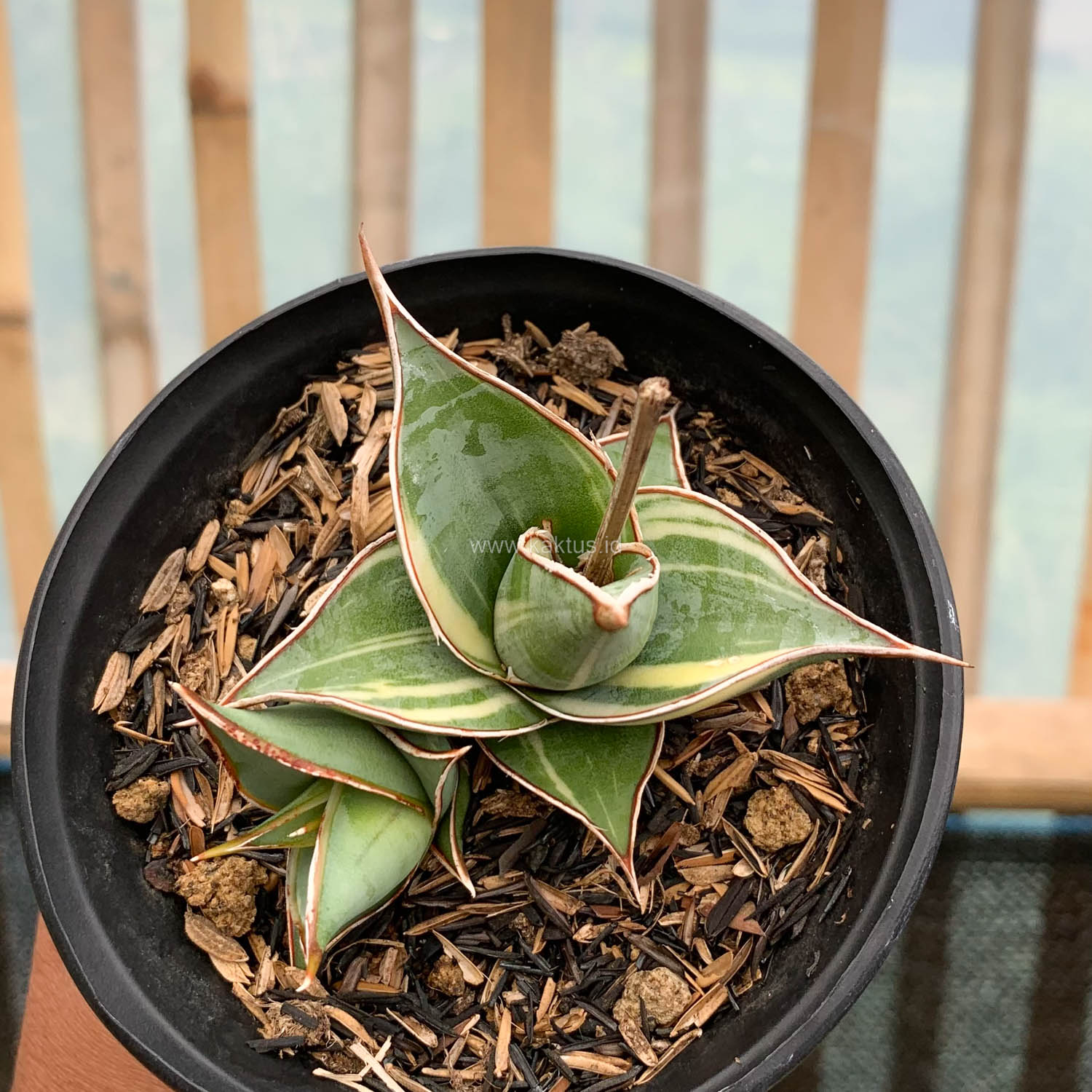 1524. Sansevieria Pinguicula Small Variegated - Image 8