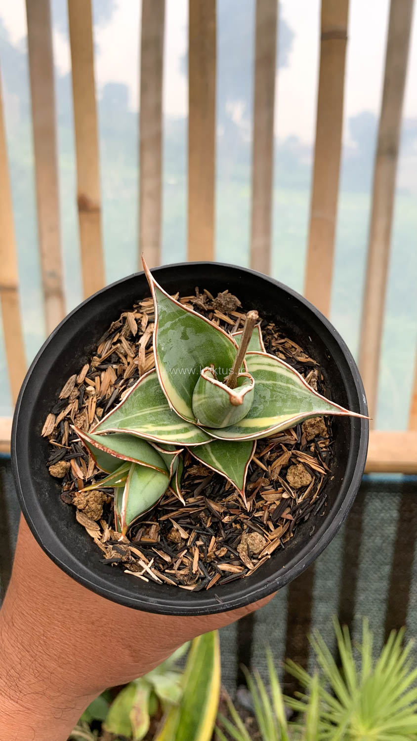 1524. Sansevieria Pinguicula Small Variegated - Image 11