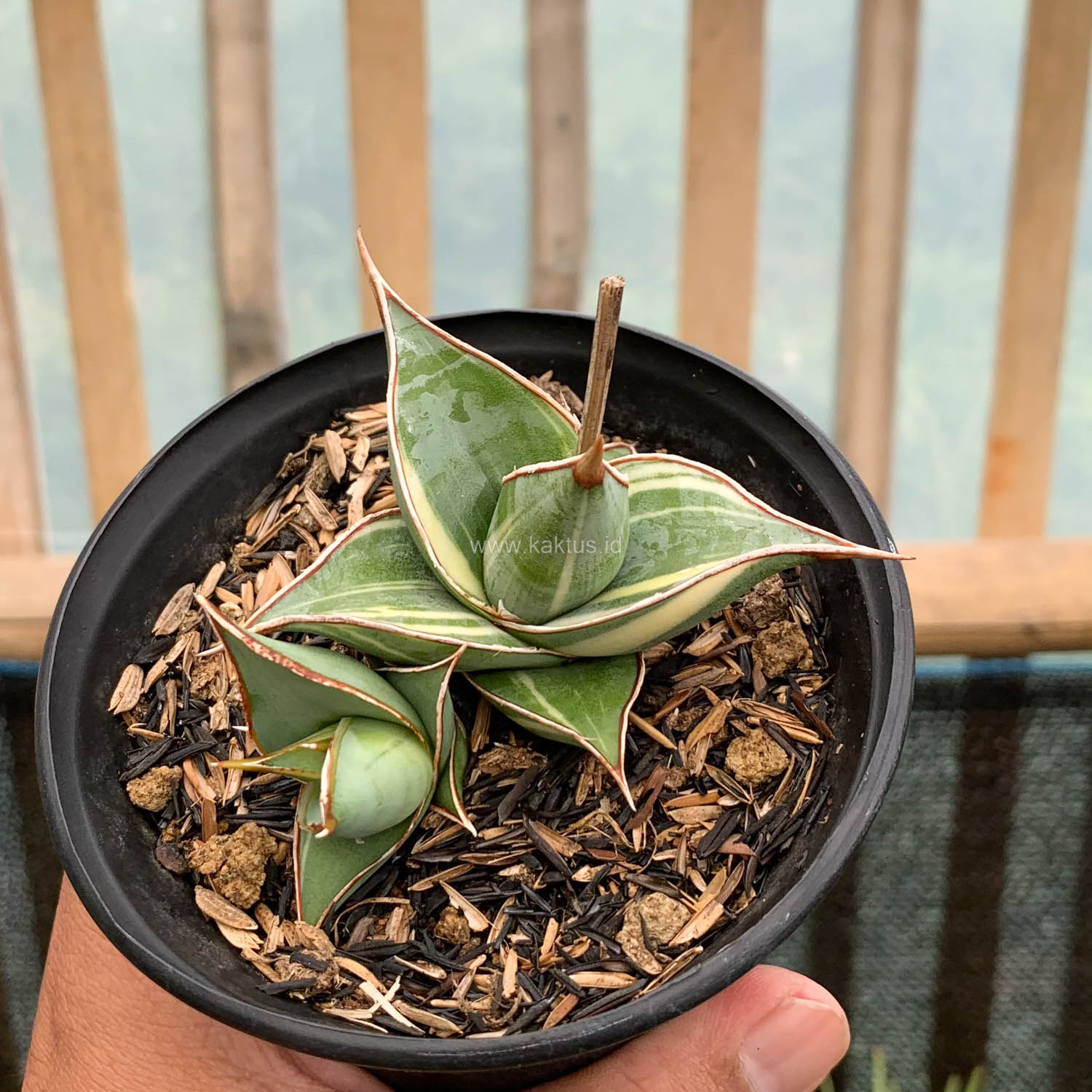 1524. Sansevieria Pinguicula Small Variegated - Image 7