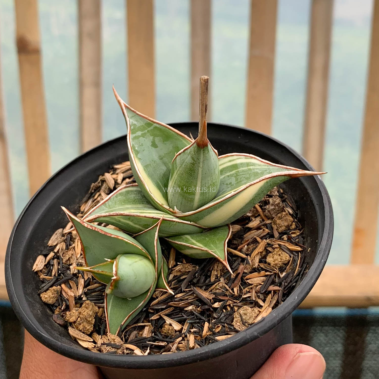 1524. Sansevieria Pinguicula Small Variegated - Image 6