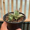 1524. Sansevieria Pinguicula Small Variegated