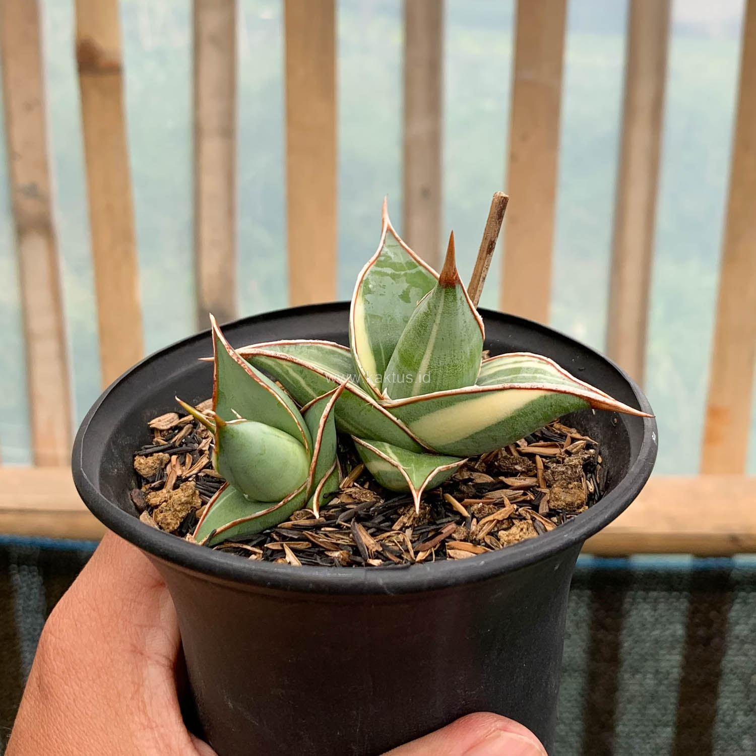 1524. Sansevieria Pinguicula Small Variegated
