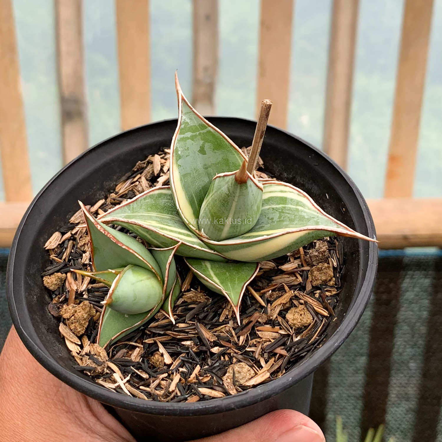 1524. Sansevieria Pinguicula Small Variegated - Image 3