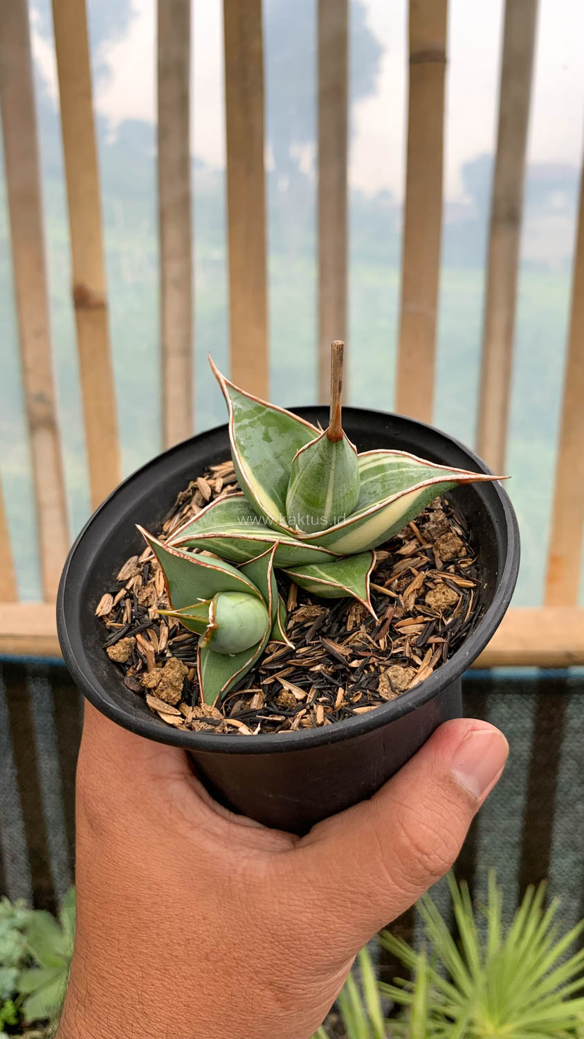 1524. Sansevieria Pinguicula Small Variegated - Image 10