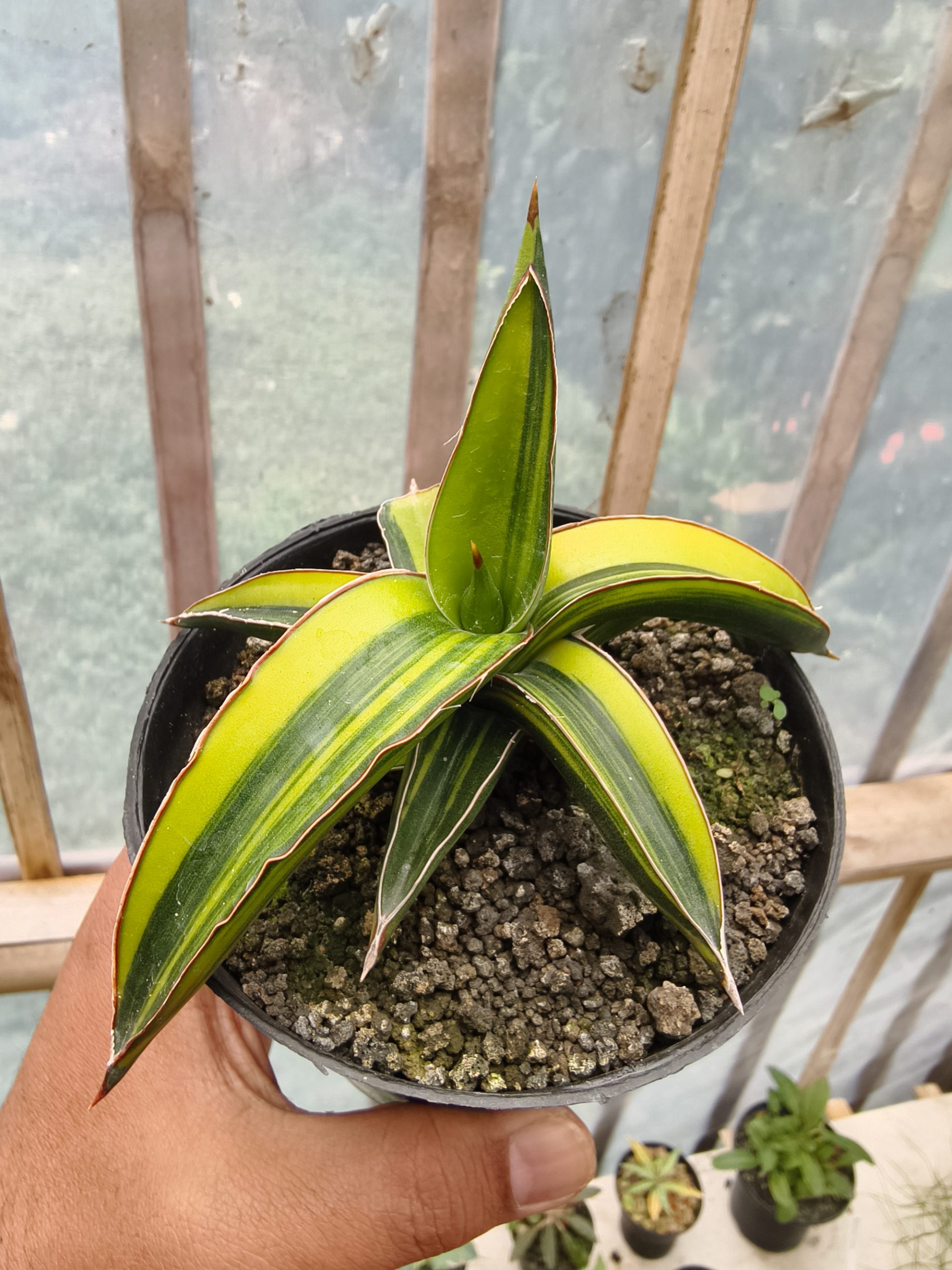 979. Sansevieria Dragon Green Clone Variegated - Image 3