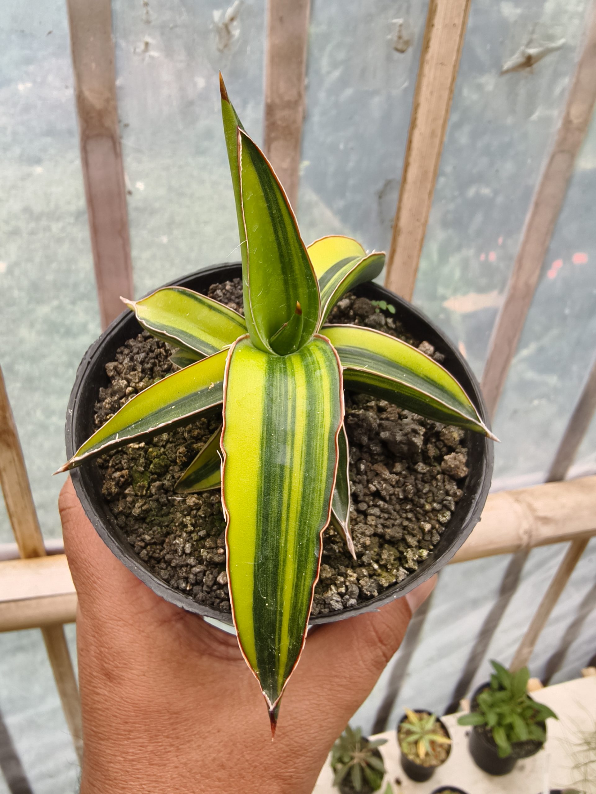 979. Sansevieria Dragon Green Clone Variegated - Image 7