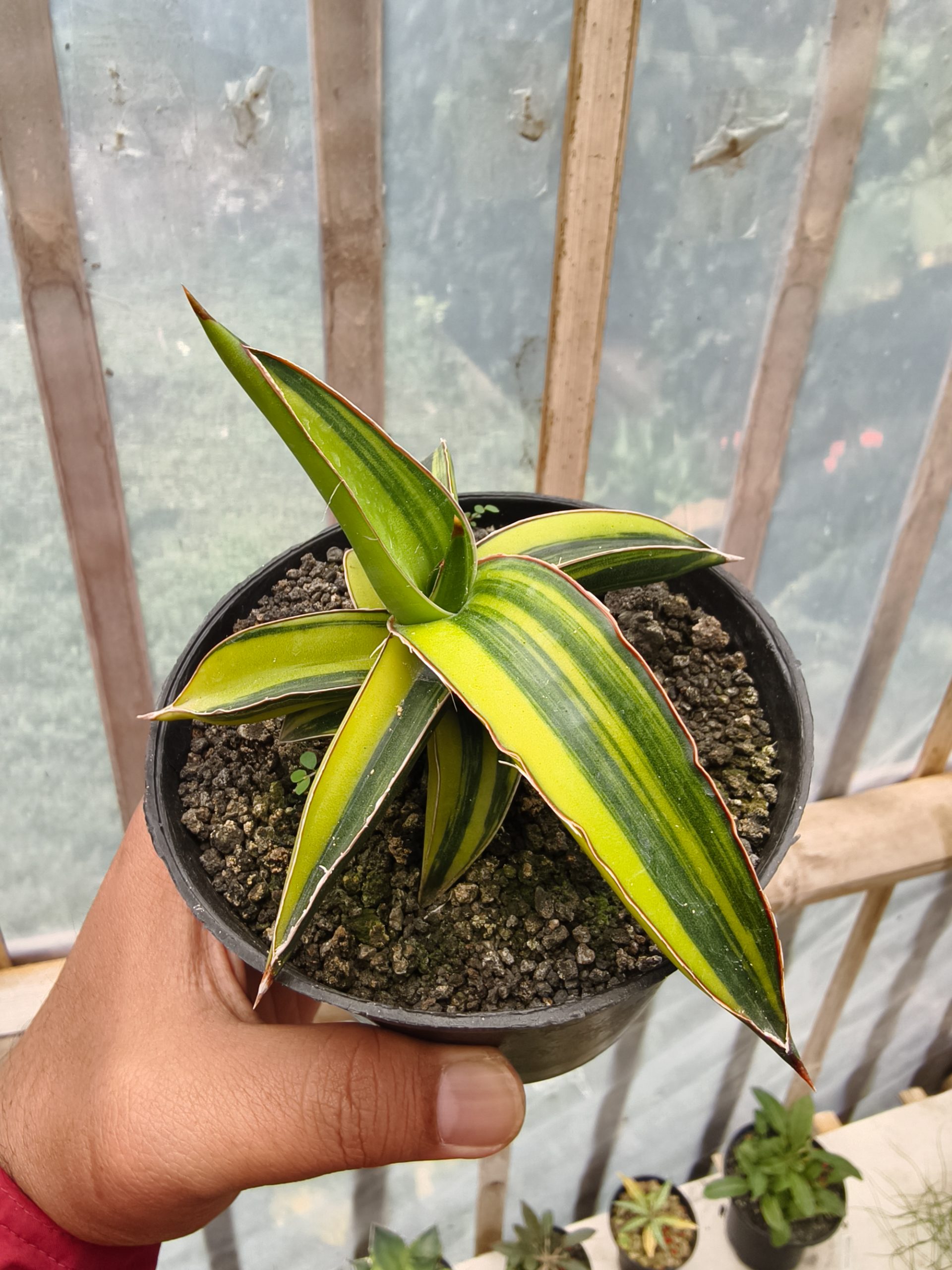 979. Sansevieria Dragon Green Clone Variegated - Image 5