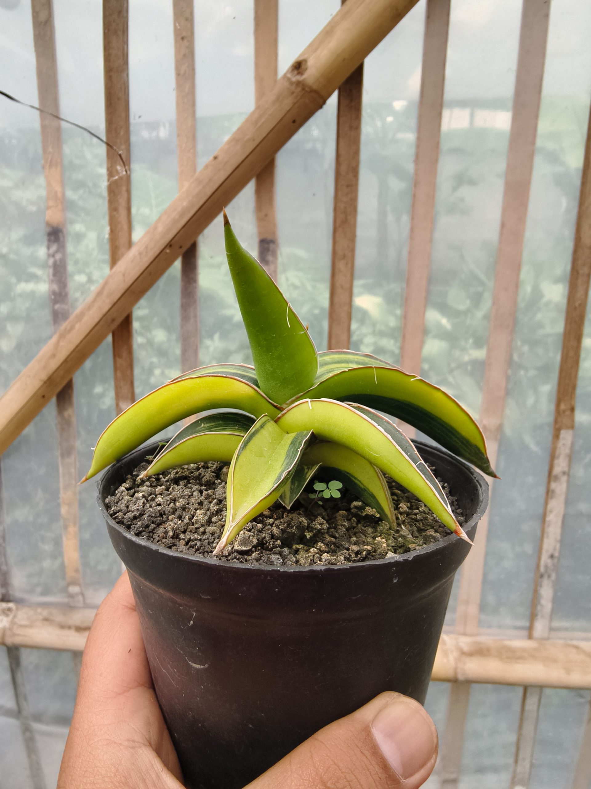 979. Sansevieria Dragon Green Clone Variegated - Image 15