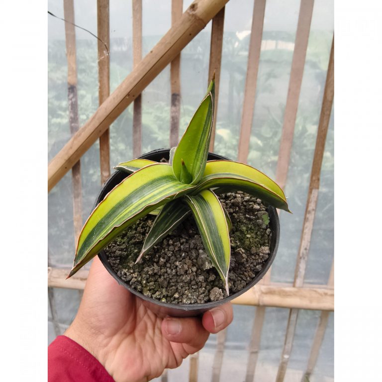979. Sansevieria Dragon Green Clone Variegated