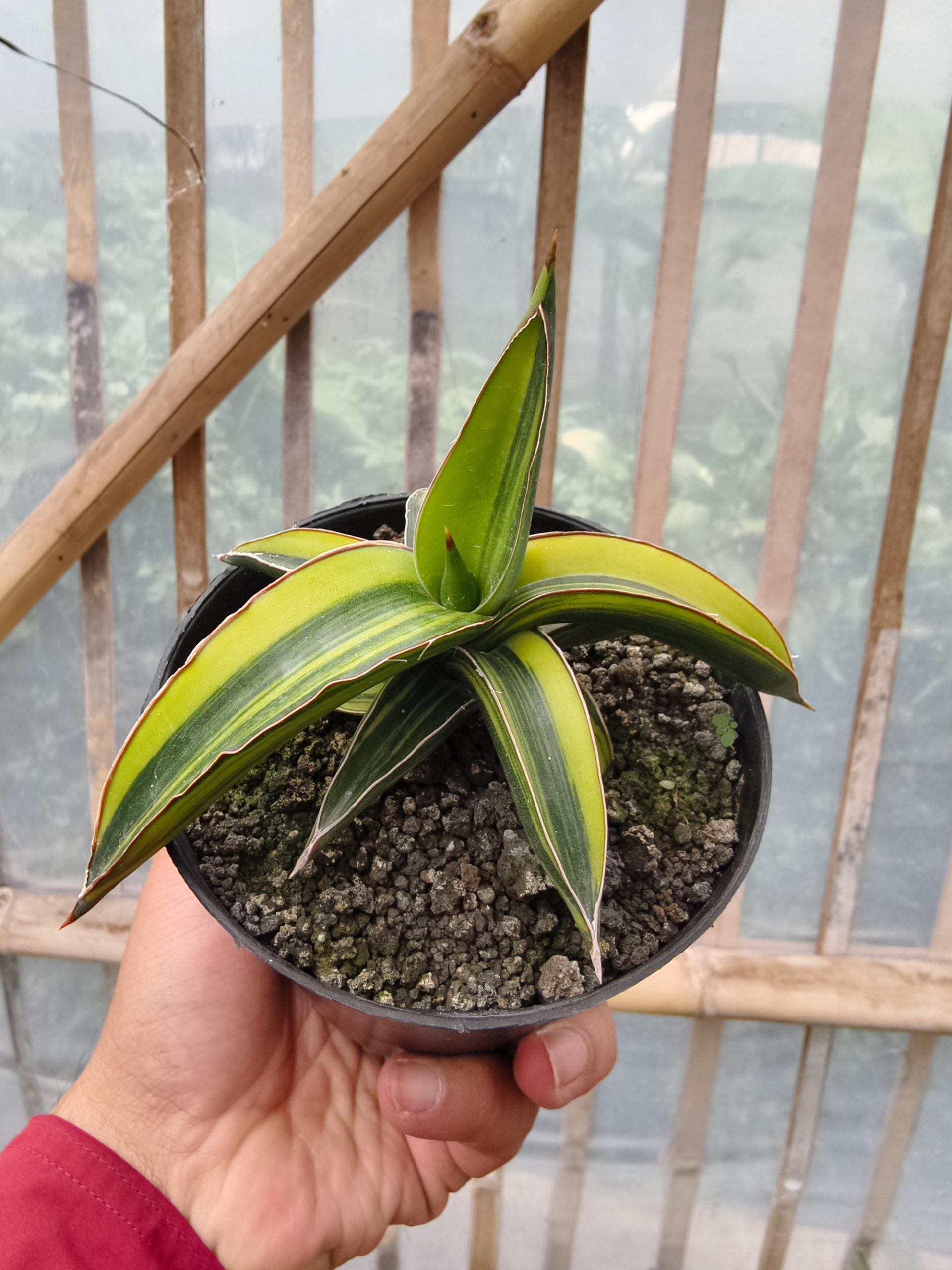 979. Sansevieria Dragon Green Clone Variegated - Image 12