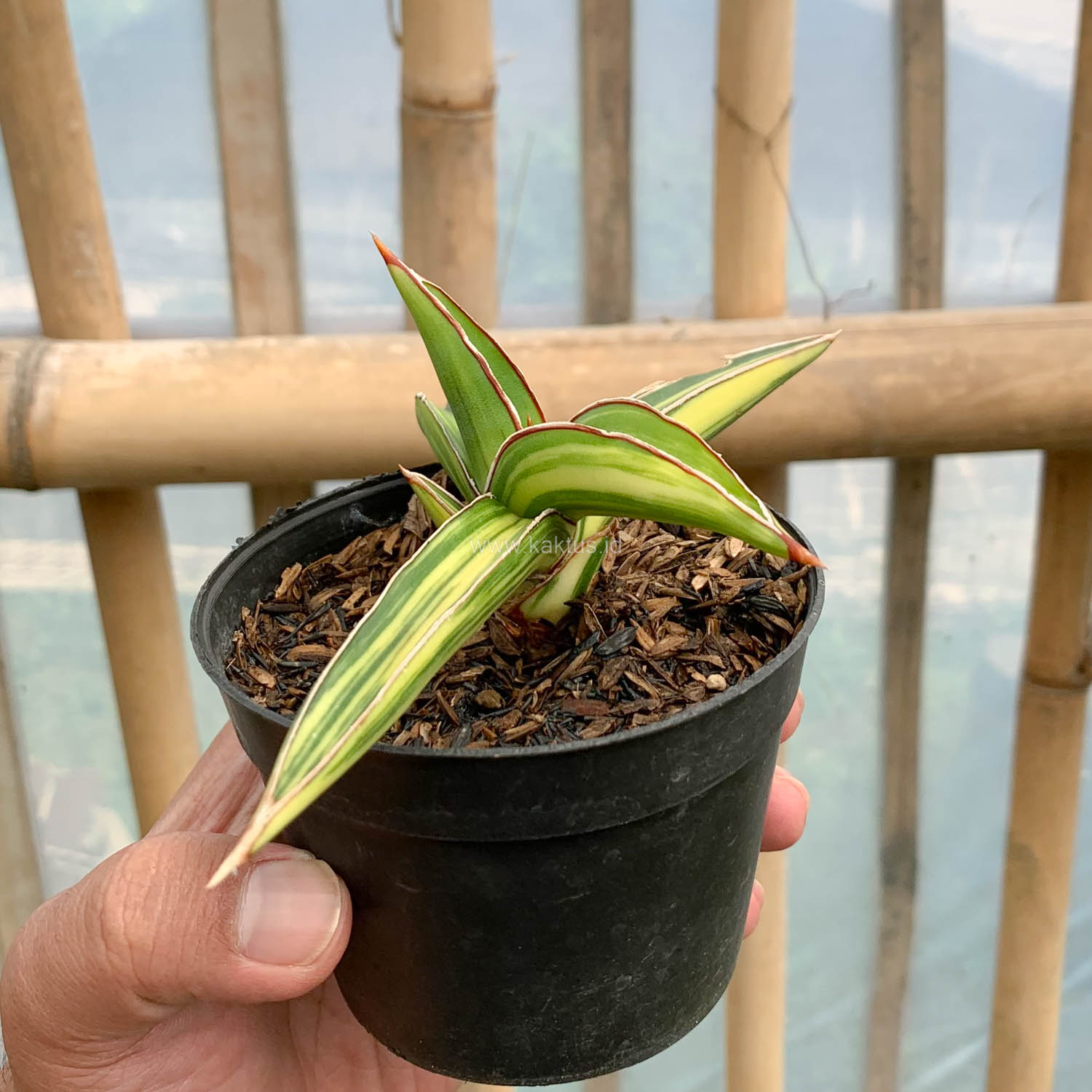 979. Sansevieria Dragon Green Clone Variegated - Image 14