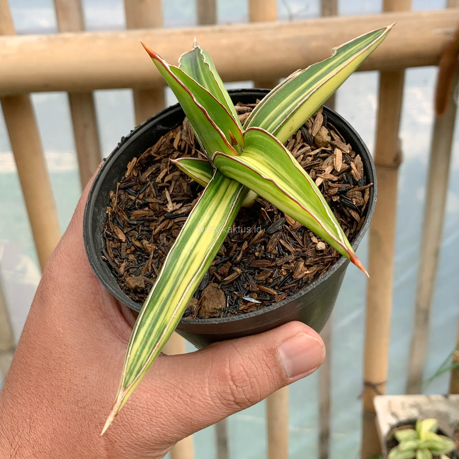 979. Sansevieria Dragon Green Clone Variegated - Image 4