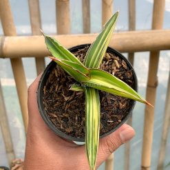 Alternative view of 979. Sansevieria Dragon Green Clone Variegated
