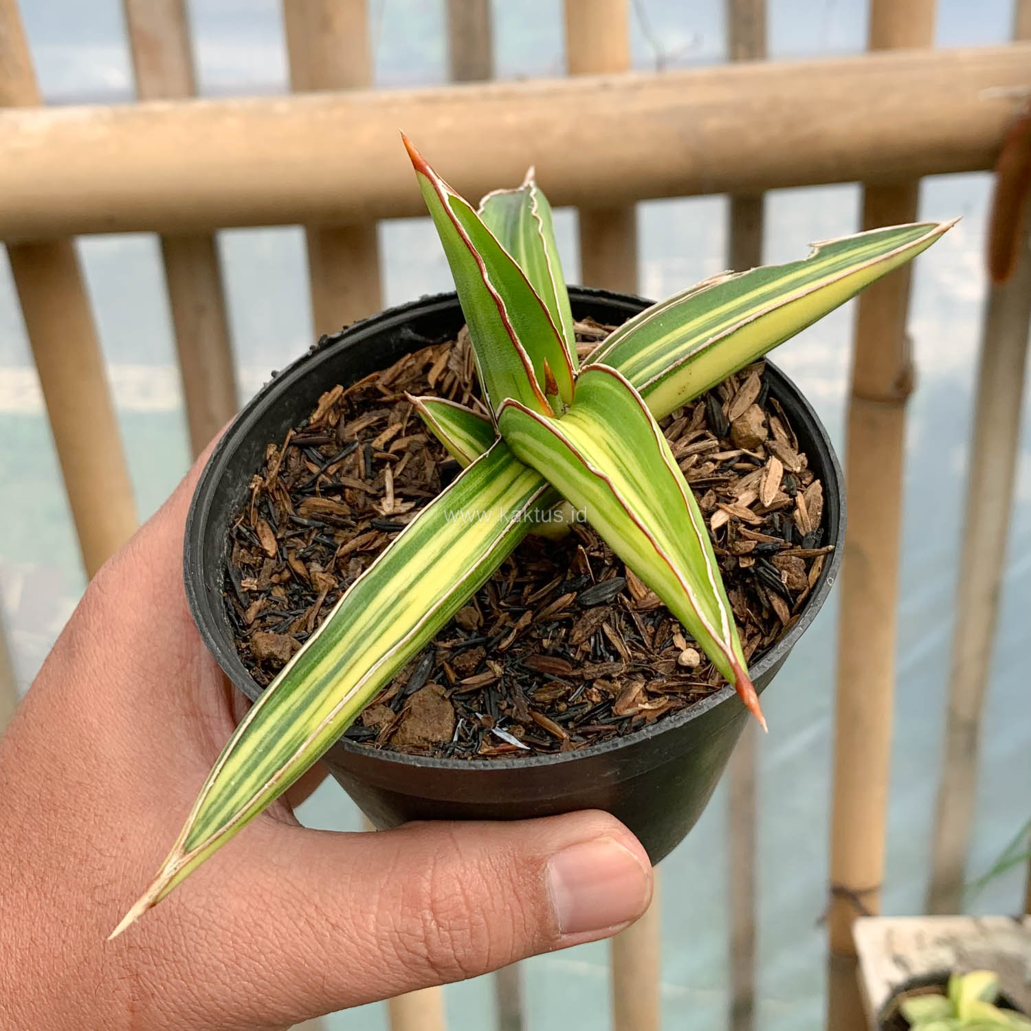 979. Sansevieria Dragon Green Clone Variegated - Image 6