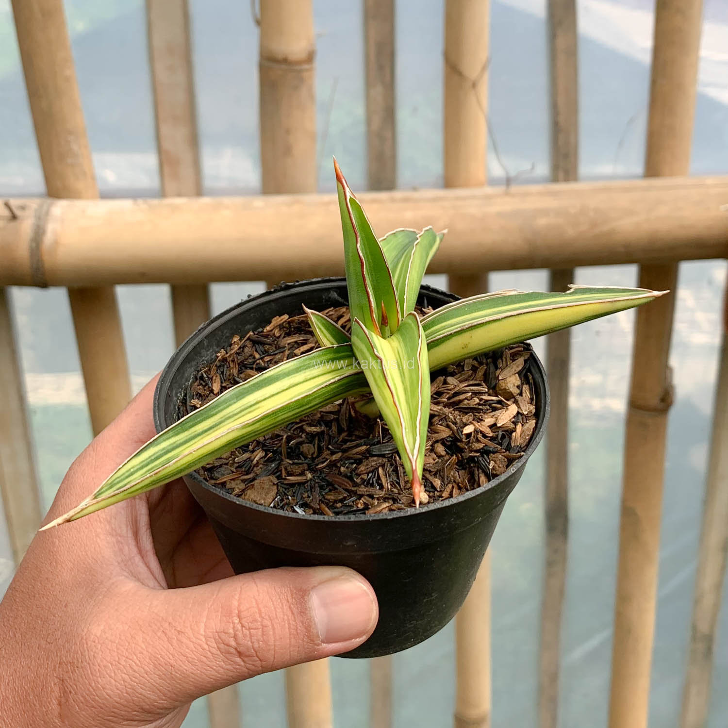 979. Sansevieria Dragon Green Clone Variegated - Image 8